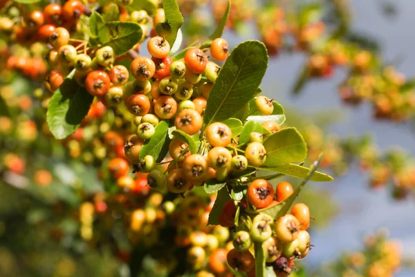 Vörös Sárga Crataegus Gyümölcsökkel Borított Vadon Termő Bokrok Ága — Stock Fotó