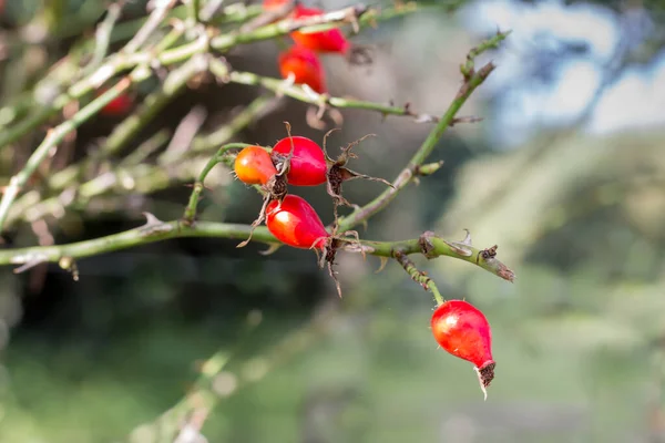 Ramo Com Fruto Rosa Mosqueta Que Cresce Selvagem Nas Montanhas — Fotografia de Stock