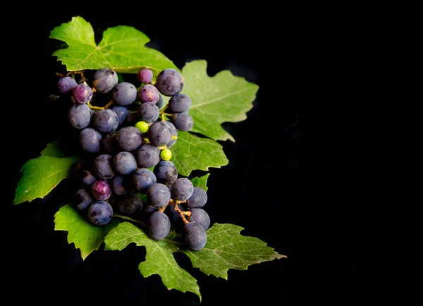 Tros Verse Druiven Druivenbladeren Geïsoleerd Zwarte Achtergrond — Stockfoto