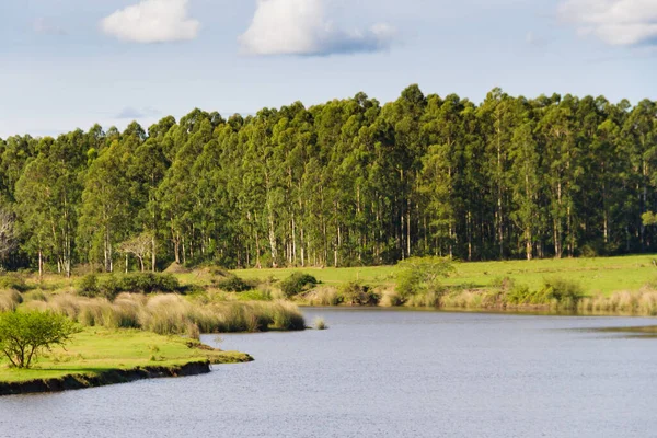 Paisagem Campo Com Fluxo Reflorestamento Eucalipto Federacion Entre Rios Argentina — Fotografia de Stock