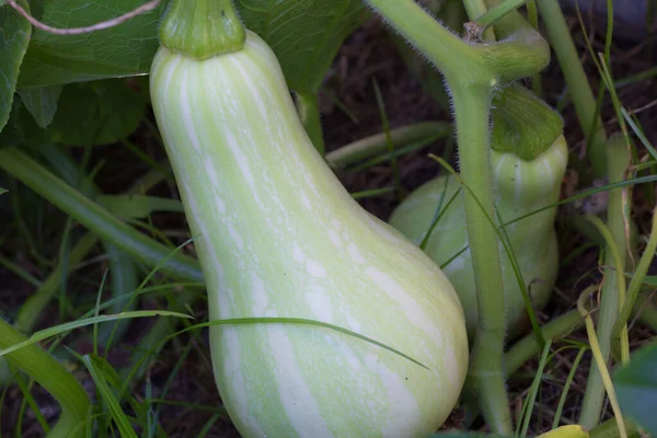 Omogna Gröna Squash Eller Pumpa Den Ekologiska Trädgårdsväxten — Stockfoto