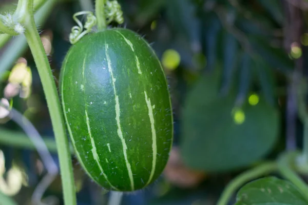 Cucurbita Maxima Podgatunek Andreana Niejadalne Dzikie Squash Pochodzi Ameryki Południowej — Zdjęcie stockowe