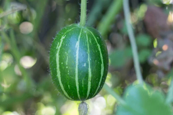 Cucurbita Maxima Podgatunek Andreana Niejadalne Dzikie Squash Pochodzi Ameryki Południowej — Zdjęcie stockowe