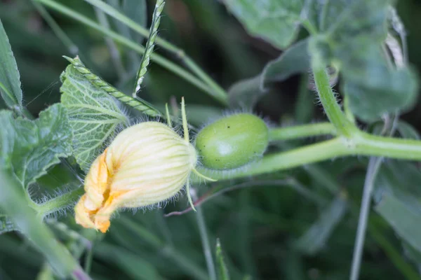 Cucurbita Maxima Podgatunek Andreana Niejadalne Dzikie Squash Pochodzi Ameryki Południowej — Zdjęcie stockowe