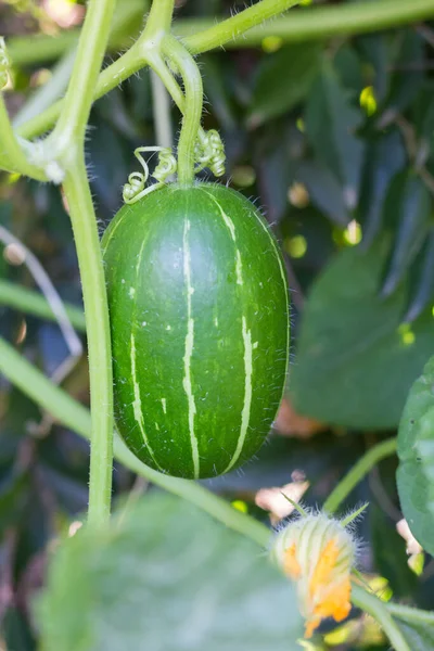 Cucurbita Maxima Podgatunek Andreana Niejadalne Dzikie Squash Pochodzi Ameryki Południowej — Zdjęcie stockowe