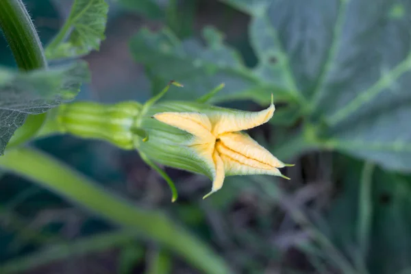 Fiore Giallo Femminile Della Zucca Che Apre Con Frutto — Foto Stock