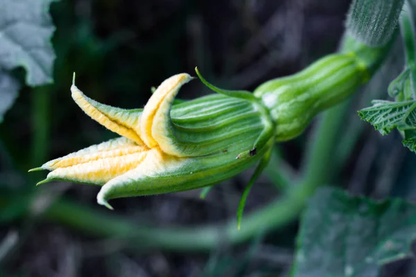 Fiore Giallo Femminile Della Zucca Che Apre Con Frutto — Foto Stock