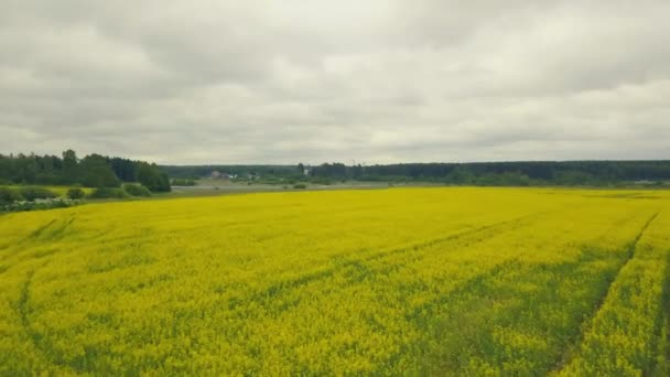 Été fleurs jaunes beau champ . — Video