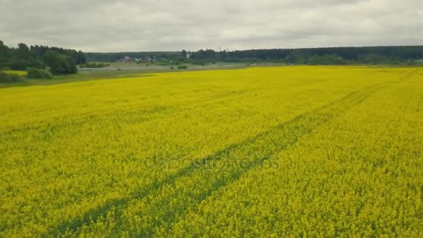 Flores amarillas en flor en un campo de verano . — Vídeo de stock