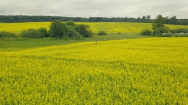 Çiçek açması alanında yürüyen genç kadın 