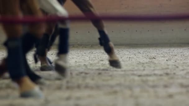 Vista de cerca de los cascos de los caballos corriendo a través de un campo polvoriento . — Vídeos de Stock