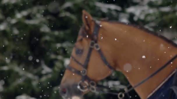 Erkekler güzel karlı kış manzara içinde büyük bir kahverengi at binicilik. Erkek binici ile çiftlik alanlar karlı yol boyunca büyük zarif aygır ile beyaz kışın cantering . — Stok video