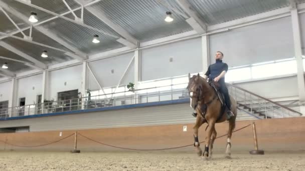 Ung mand og hans smukke brune hingst opdrætter sig. En brun hest, der står på sin bagside. Rytter med en hest opdræt op på bagbenene . – Stock-video
