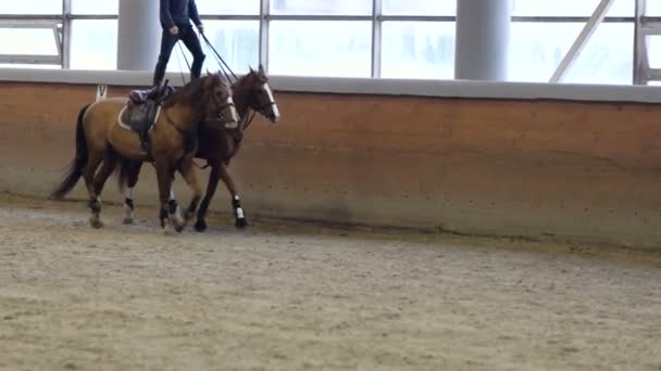 Un uomo che cavalca due cavalli. In piedi a cavallo con due cavalli . — Video Stock