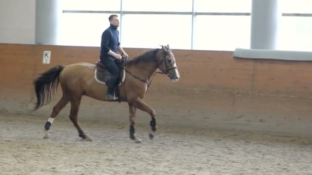 アリーナの周りの茶色の馬に乗る男。.ドンの馬の品種. — ストック動画