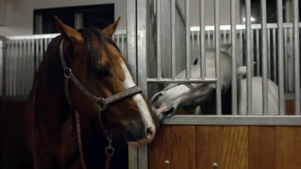 2 頭の馬の厩舎でキスします。馬は 2 頭一緒にキスします。茶色と白の馬がキスします。. — ストック動画