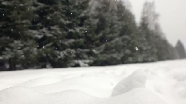 Падение снега в зимнем парке с заснеженными деревьями. — стоковое видео