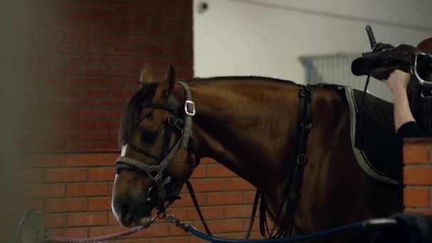 人間運ぶ馬サドル。馬にサドルを置きます。男は乗馬の馬にサドルを置く. — ストック動画