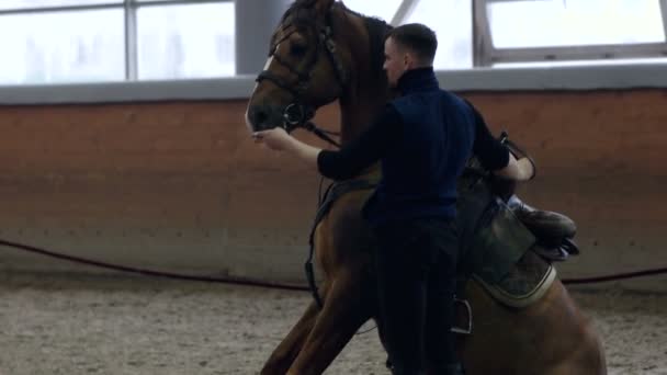 Sittande häst. Utfodra en häst ur handen. Hästen är brun. — Stockvideo