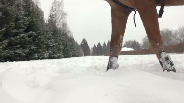 Caballo marrón trotando a través de una manta blanca nevada. Potente gelding marrón pisando el campo cubierto de nieve en polvo seco, copos de nieve levantándose y volando alrededor. De cerca. . — Vídeo de stock