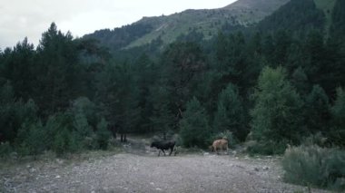 Çayır üzerinde arka plan dağ manzara üzerinde otlatma inekler