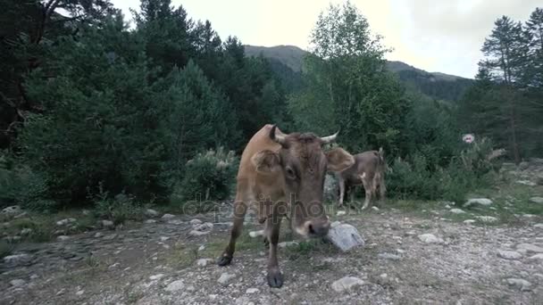 Εσωτερικη αγελάδα ψάχνει στην κάμερα κατά τη διάρκεια βόσκουν σε ορεινό τοπίο φόντου — Αρχείο Βίντεο