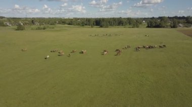 Otlatma atları yeşil mera olduğunu. Atlar alana otlatmak. Yeşil çayır üzerinde kahverengi ata havadan görünümü.