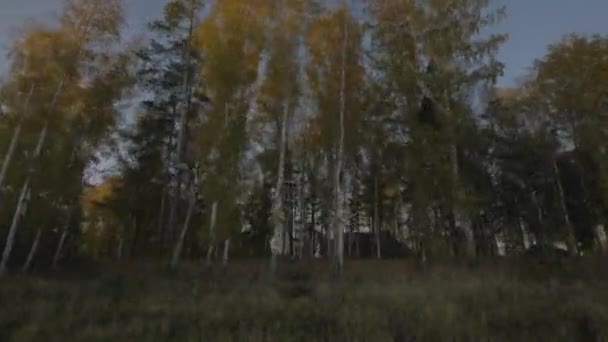 Visa fönstret flytta bil på landsväg väg genom hösten skogen — Stockvideo