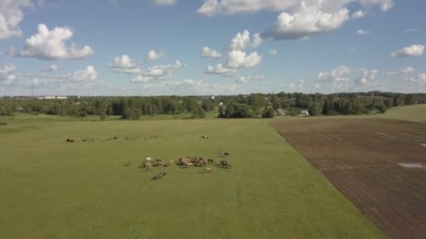 Legelésző zöld legelő. Lovak legelnek a mezőben. A légi felvétel a barna ló zöld réten. — Stock videók