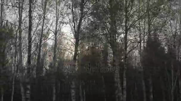 Autumm sunlight through bare trees in forest during moving in car on road — Stock Video