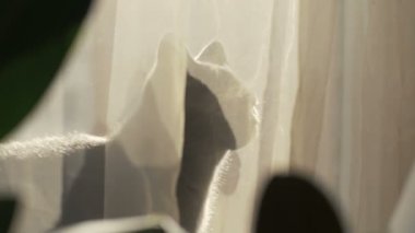 Pencere kamera seyir oturma portre Gri kedi