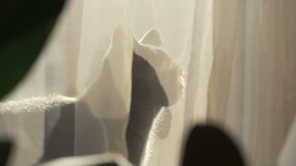 Retrato gato gris sentado en el alféizar de la ventana mirando en la cámara — Vídeo de stock
