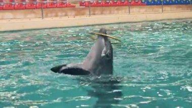 Dolphinarium su yüzme havuzunda yüzüklü oynarken yunus