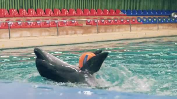 Дельфин держит мяч с плавниками во время тренировки в бассейне в дельфинарии — стоковое видео