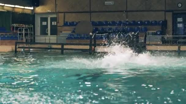 Delfín saltando con pelota durante el entrenamiento en piscina en delfinario — Vídeo de stock