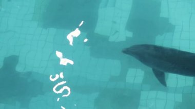 Dolphinarium üstten görünüm Havuzda yüzen şeffaf su yüzme yunus