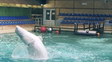Havyar ve sırasında su yüzme havuzundan atlama yunus dolphinarium içinde göster