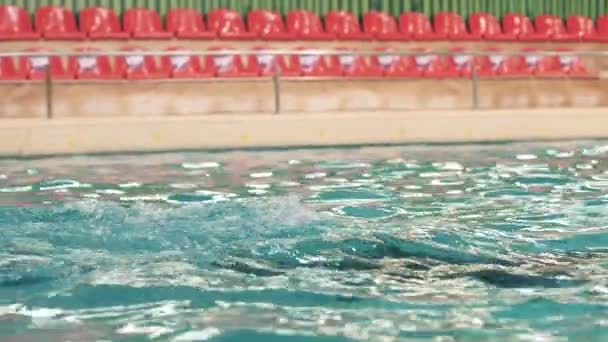 Delfín plavání pod vodou bazén a hraní s kroužkem v delfináriu — Stock video