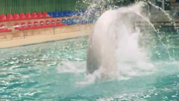 Beluga-Wale springen und tauchen im Schwimmbad bei der Vorstellung im Delfinarium — Stockvideo