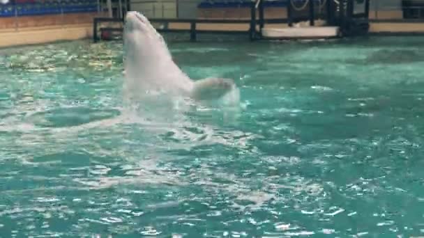 Vita beluga hoppning och dykning i poolen under träning i Delfinarium — Stockvideo