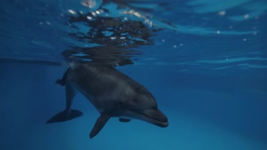 Su altında birlikte yüzme antrenör dolphinarium Havuzda yüzen içinde yunus