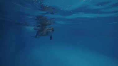 Yunus sualtı dolphinarium havuzda antrenörle yakın çekim
