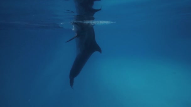 Dolfijn onderwater drijvend zwembad in Dolfinarium close-up — Stockvideo