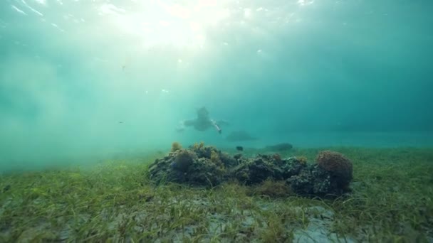Underwater spearfisher with gun exploring the ocean searching for fish. — Stock Video