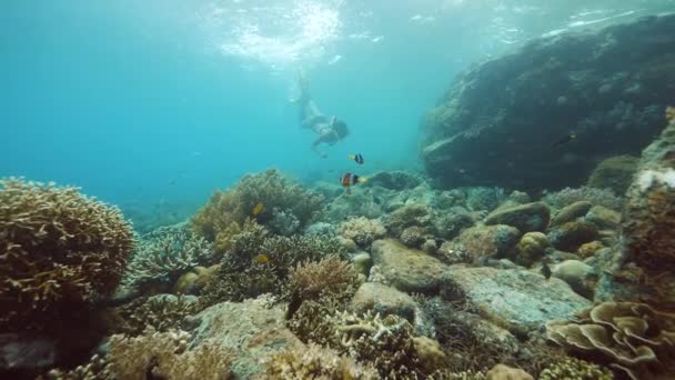 Una joven en bikini y máscara de snorkel nadando bajo el agua en un santuario — Vídeos de Stock