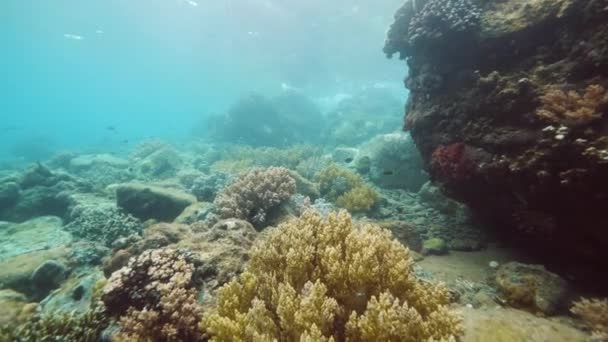Vista subaquática deslumbrante da biodiversidade das espécies marinhas . — Vídeo de Stock