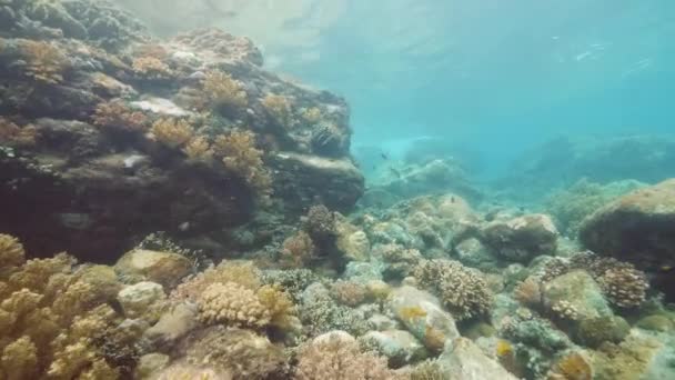 UNDERWATER SCENE: Coral reefs and fish . — стоковое видео