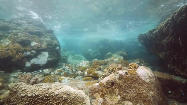 サンゴ、海藻、熱帯魚の海の景色の下で. — ストック動画