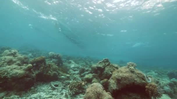 AGUA SUPERIOR: Escuela de pequeños peces nadando juntos en el océano . — Vídeo de stock