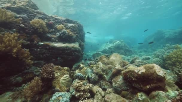 Uma vista do recife de coral com diferentes tipos de corais e peixes . — Vídeo de Stock